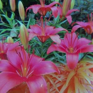 Meet your Posher, Adriana